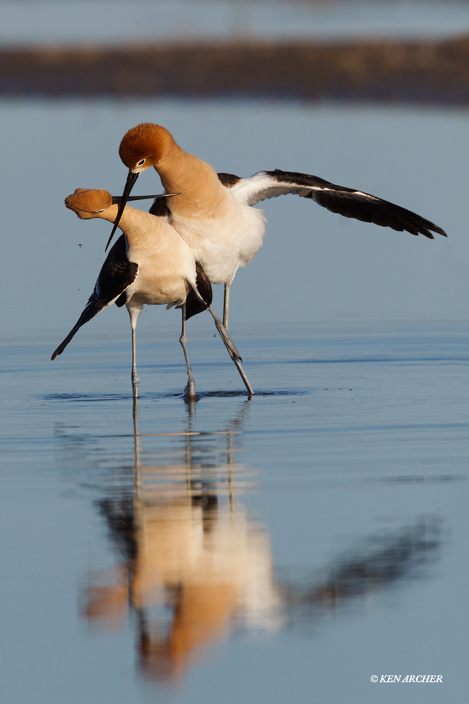 American Avocets