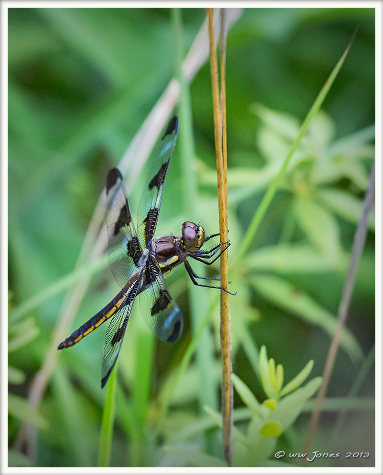 Fresh 12-Spotted Skimmer