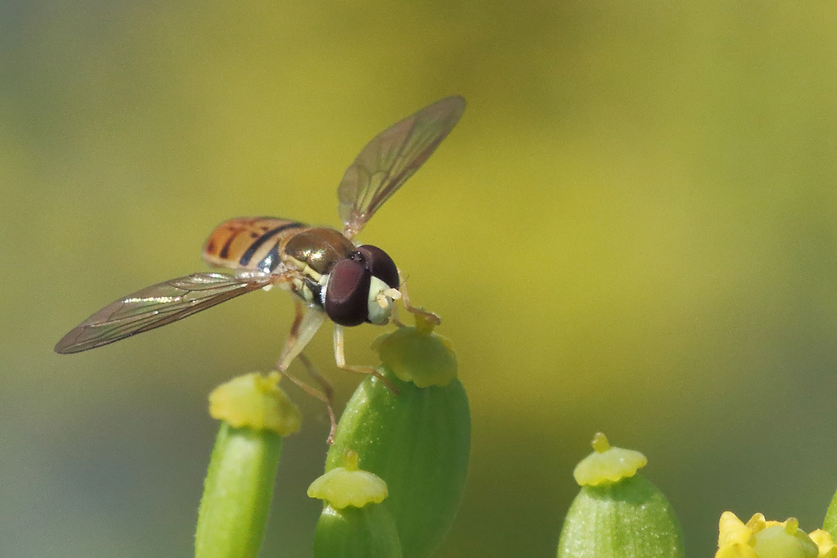 hover fly