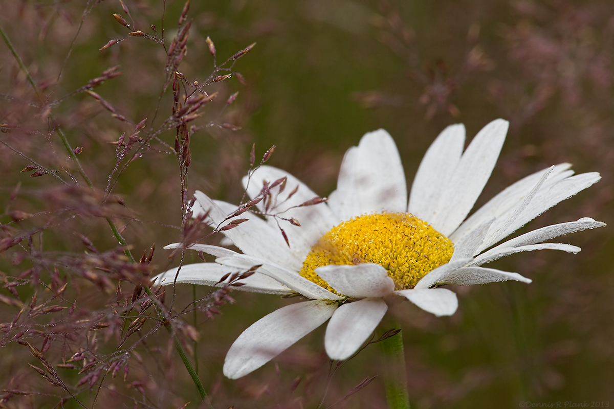 Oxeye Daisy