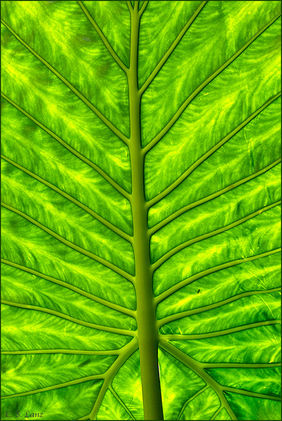 Tree of Life (+alt.)