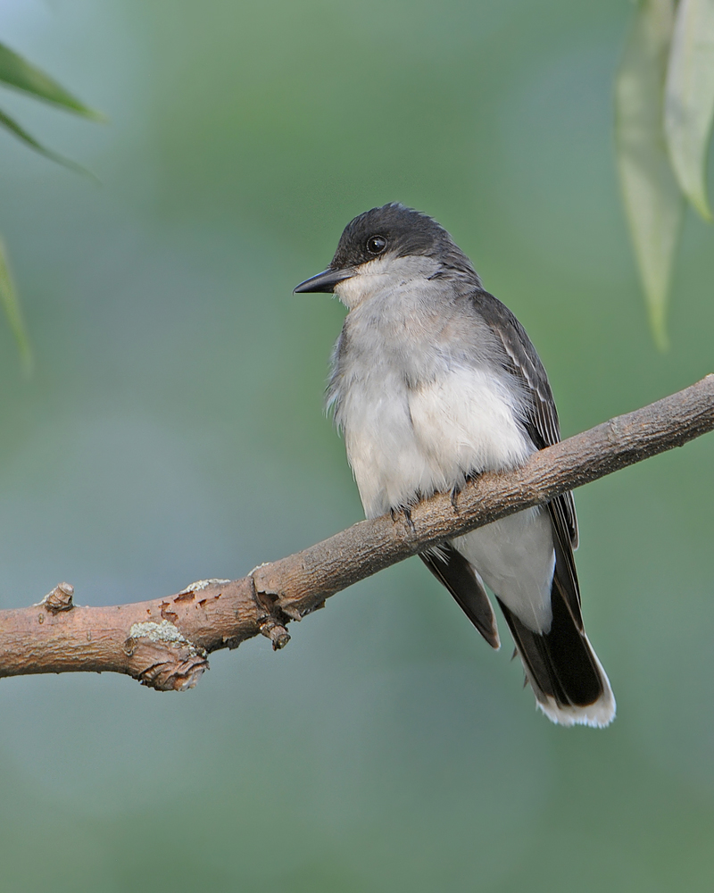 Eastern Kingbird