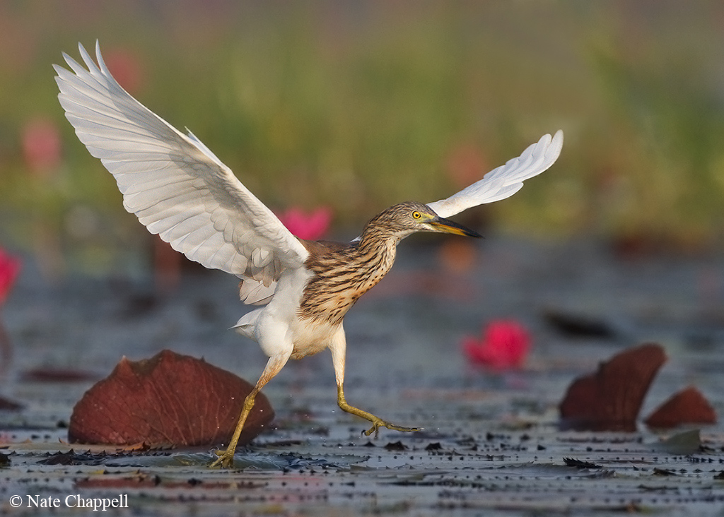 Chinese Pond Heron