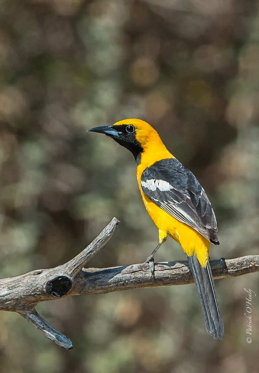 Hooded Oriole