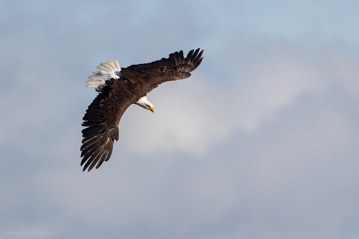Grand Old Bird