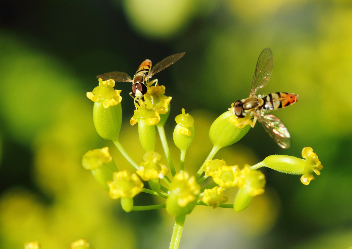 WOW! 2 hover flies