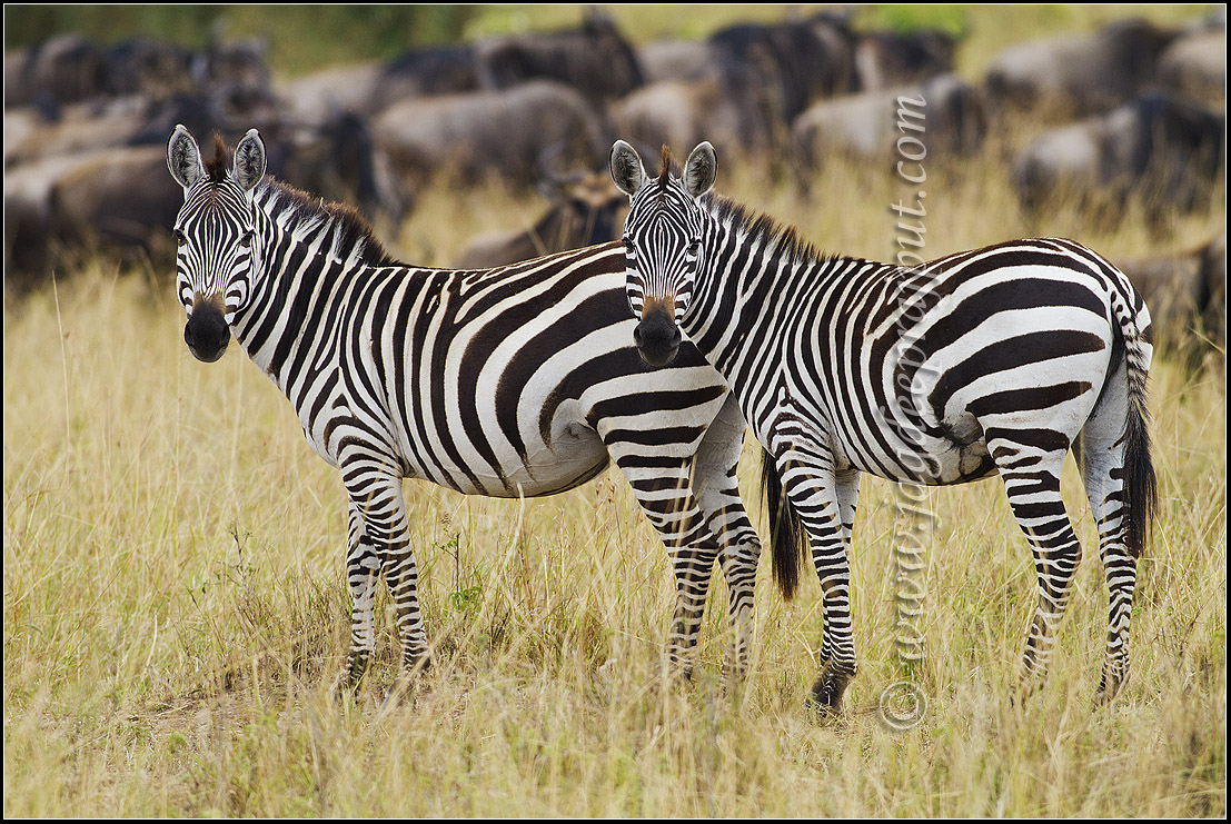 Migration times