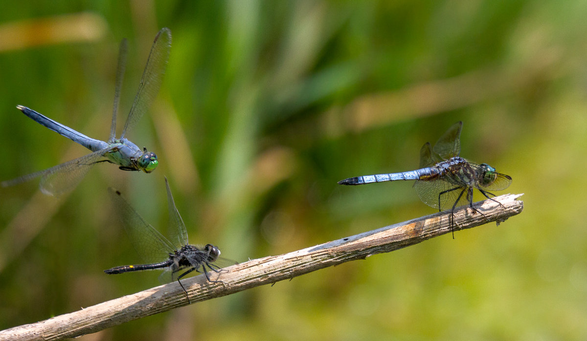 Dragonfly 3 species