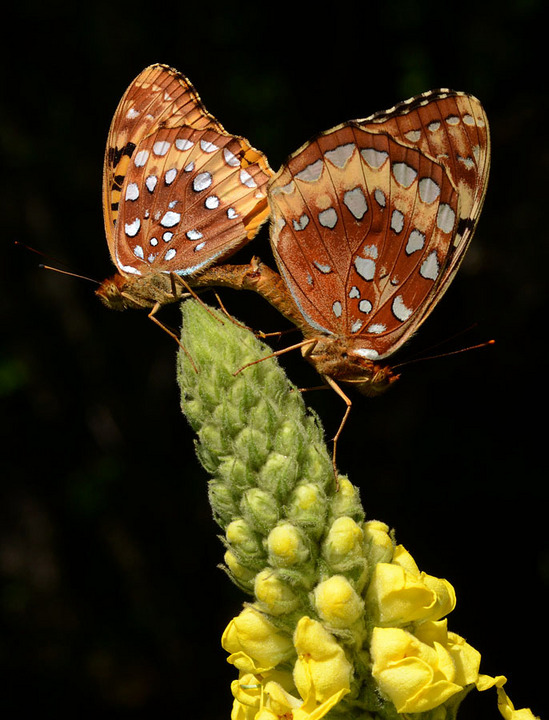 Mating