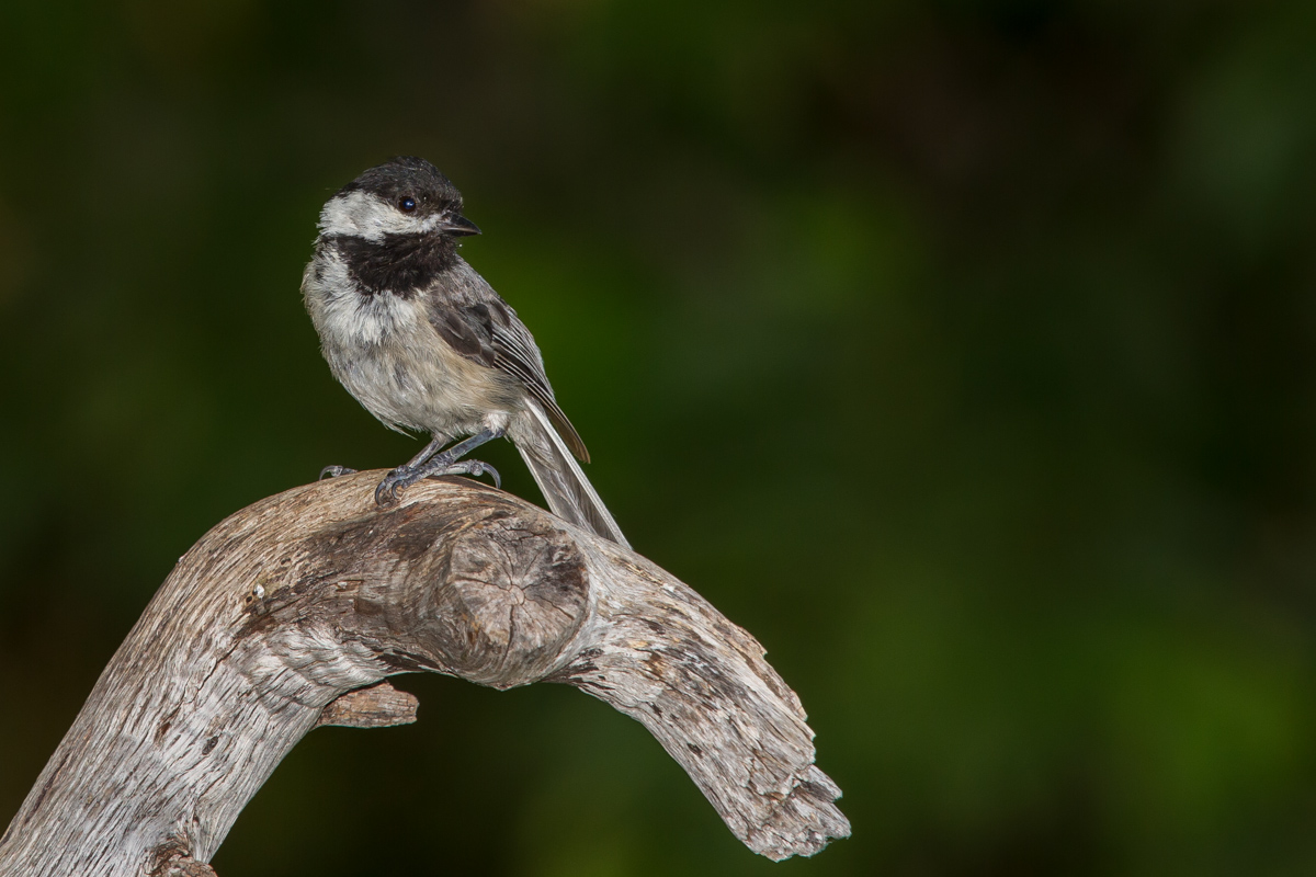 Summer Chickadee
