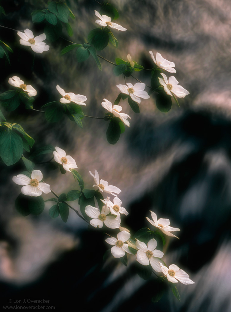 Dogwood Dreamin'