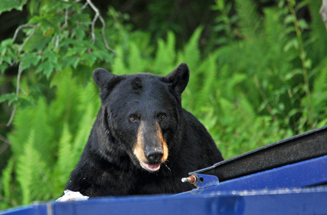 Dumpster Diving