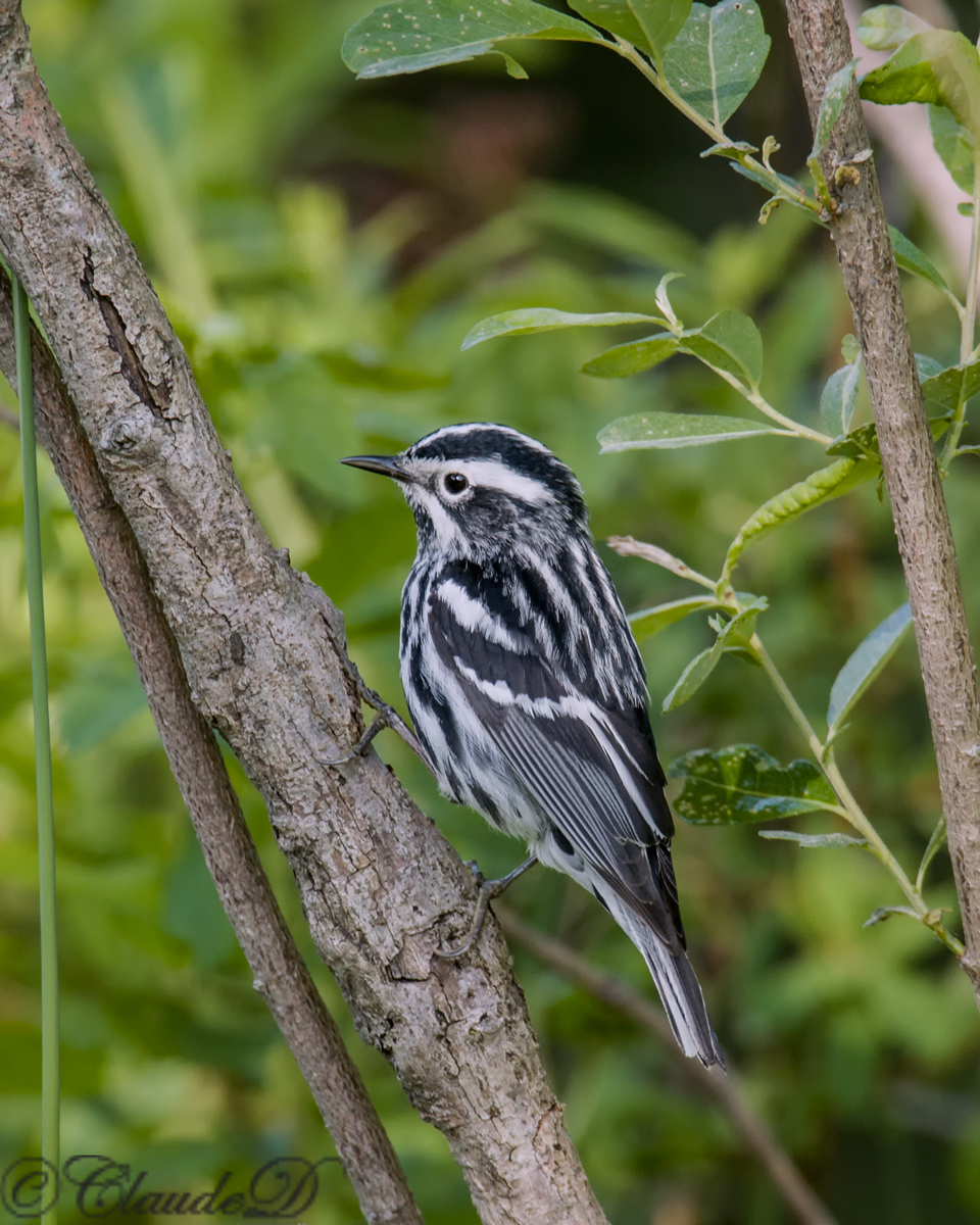 B&W Warbler