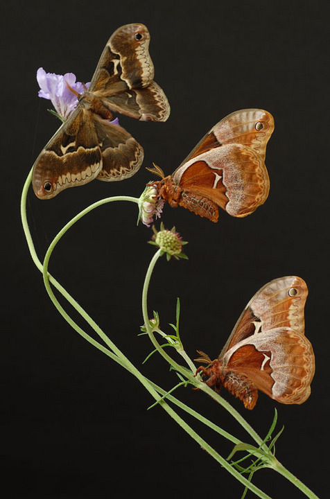 Silk Moths