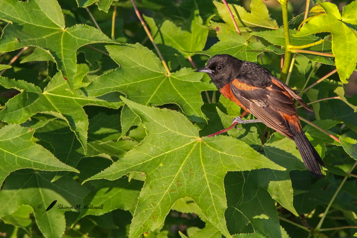 Orchard Oriole