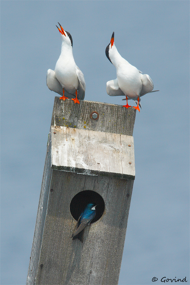 Forster terns