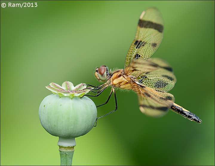 Halloween Pennant