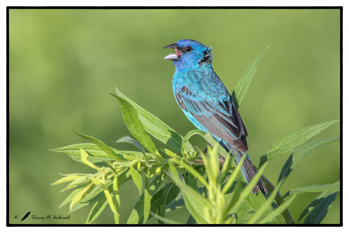 Indigo Bunting  