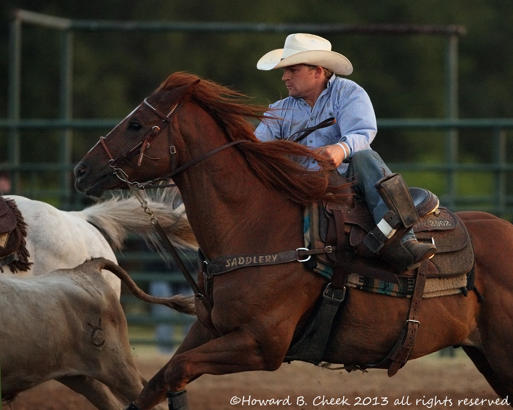 Steer Roping Cowboy