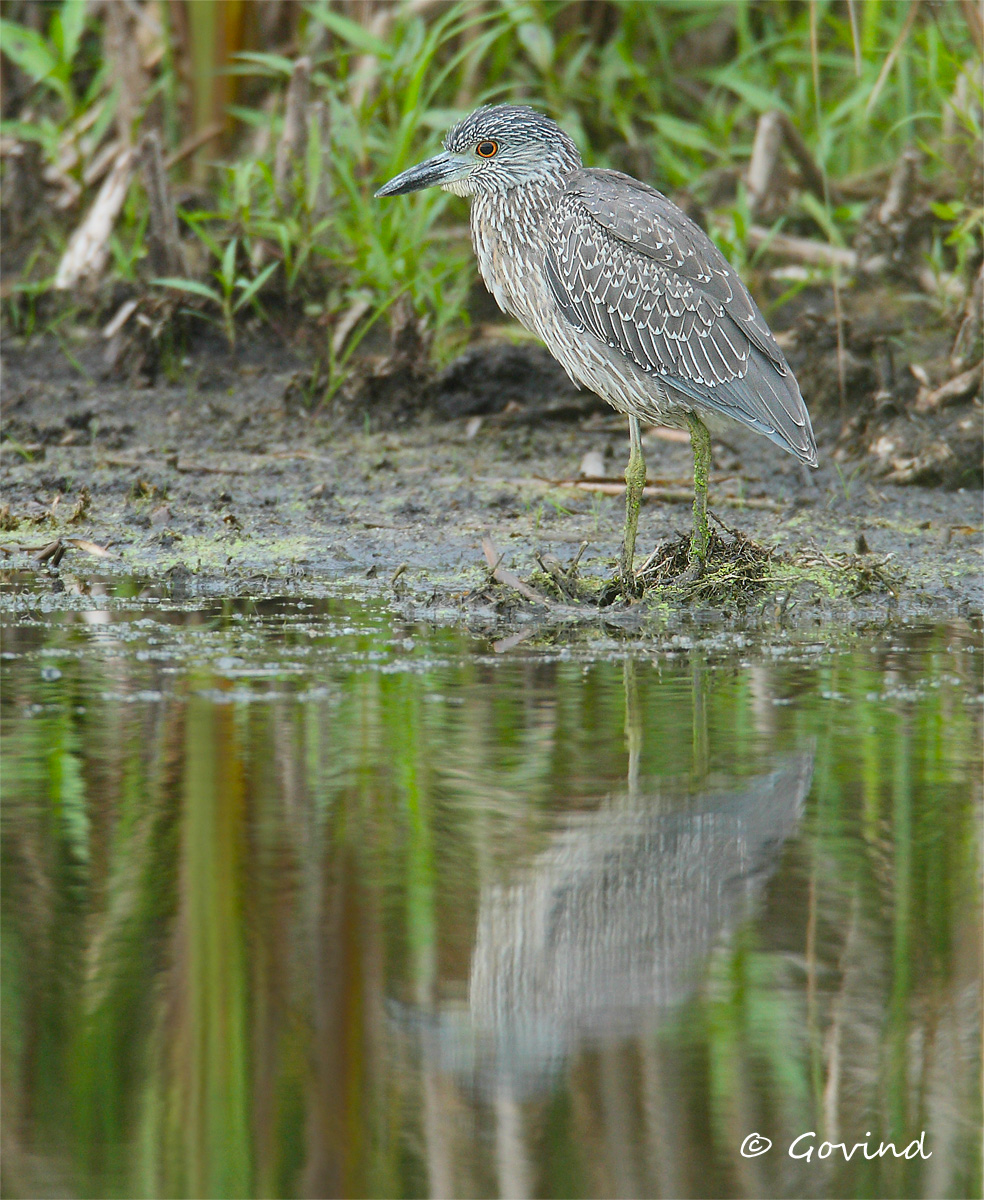 Juvenile YCNH