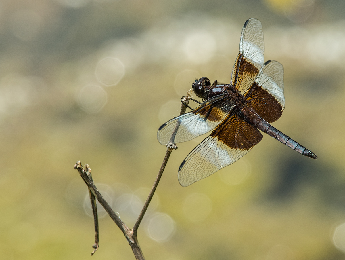 Widow Skimmer