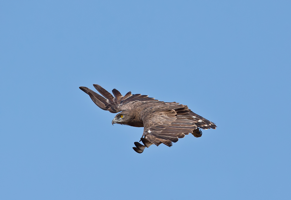 Brown Snake Eagle
