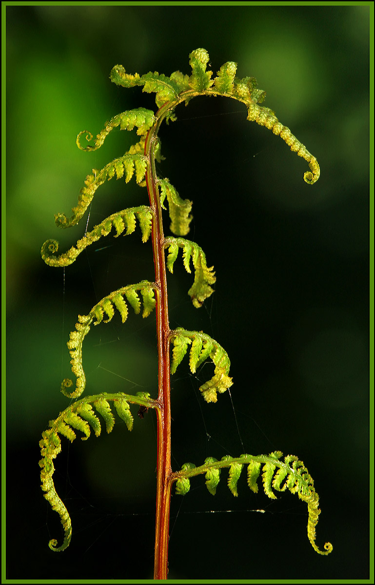 Fern with "attitude"