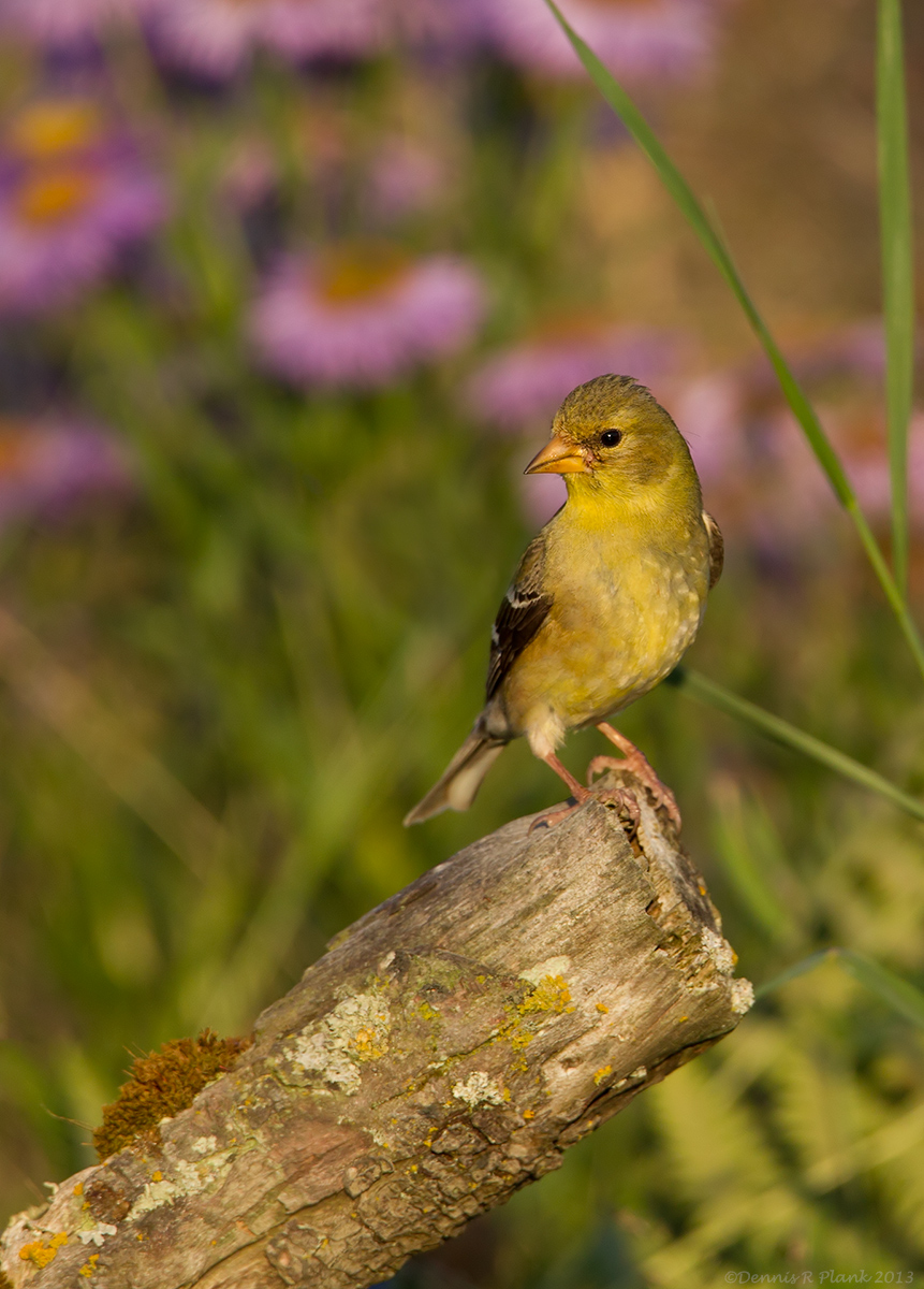 American Goldfinch