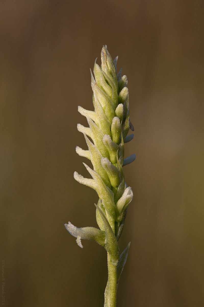 Lady's Tresses