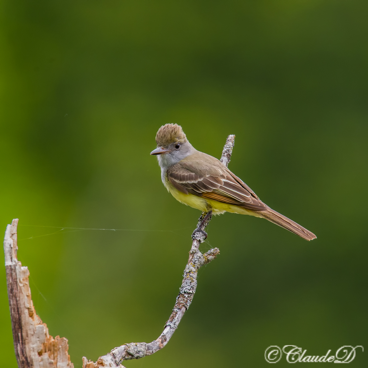 Great-Crested Flycatcher+R