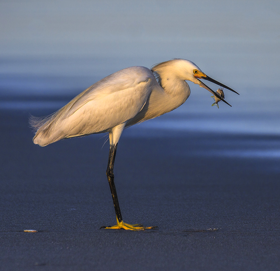 Supper for an Egret