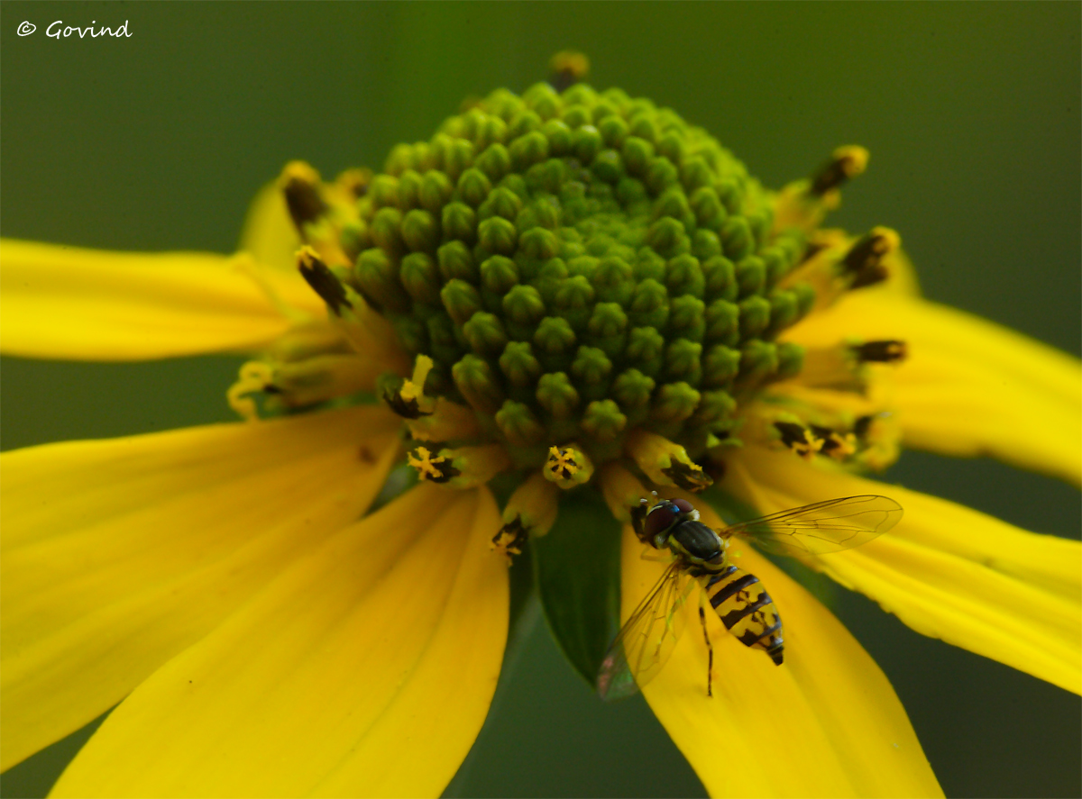 False sunflower+hoverfly