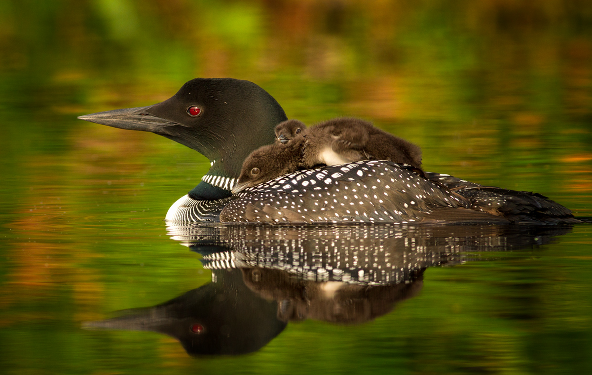 Loon & Chicks repost