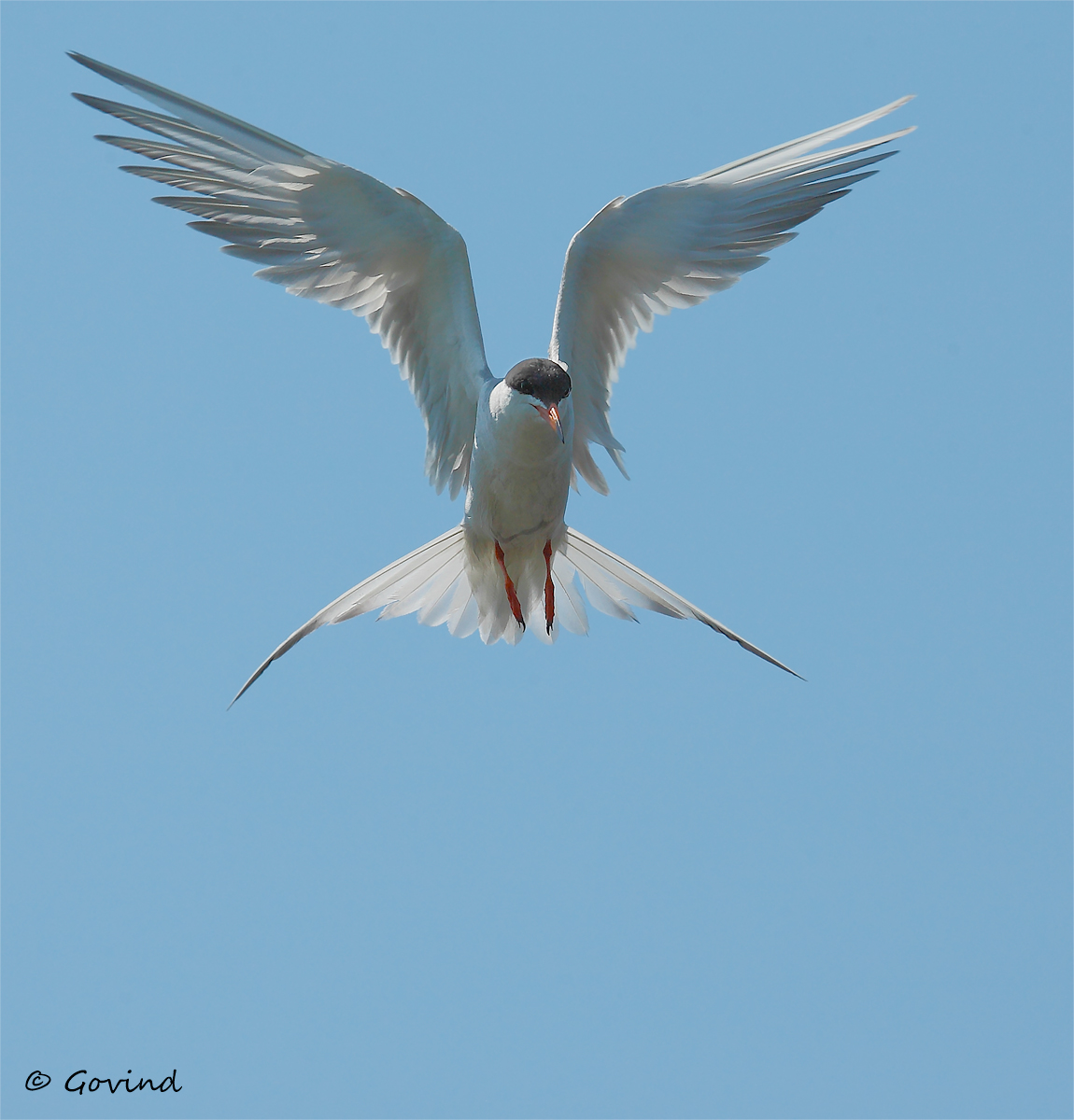 Angel wings