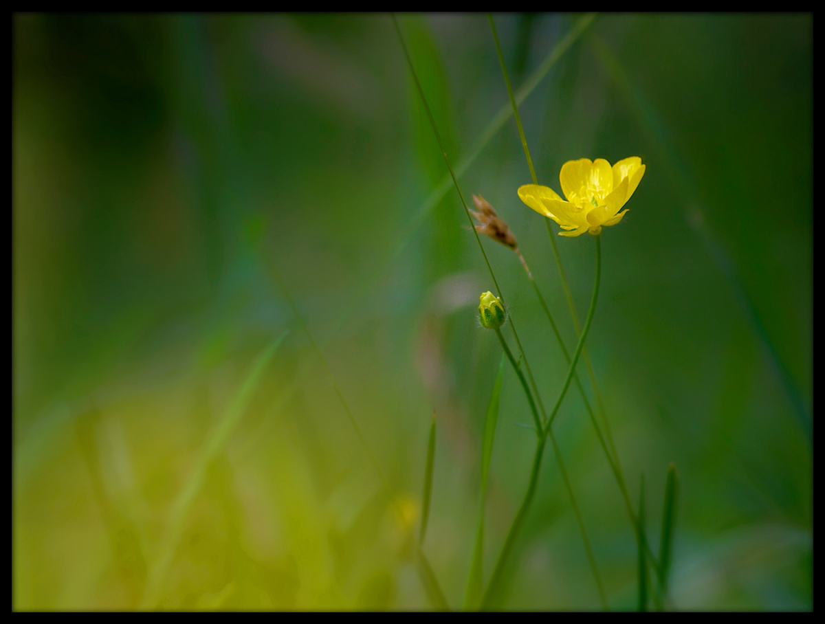 Summer Gold