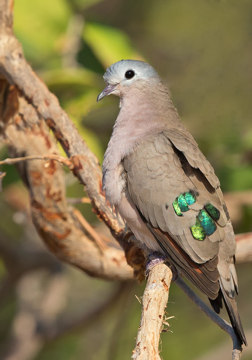 Emerald Spotted WoodDove