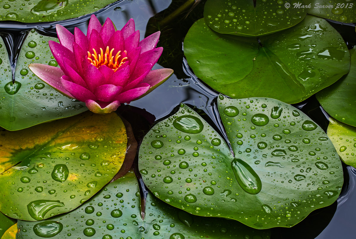 Wet Water Lily #1