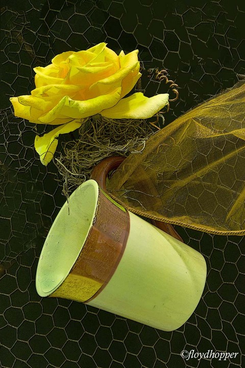 Tea Cup and Rose