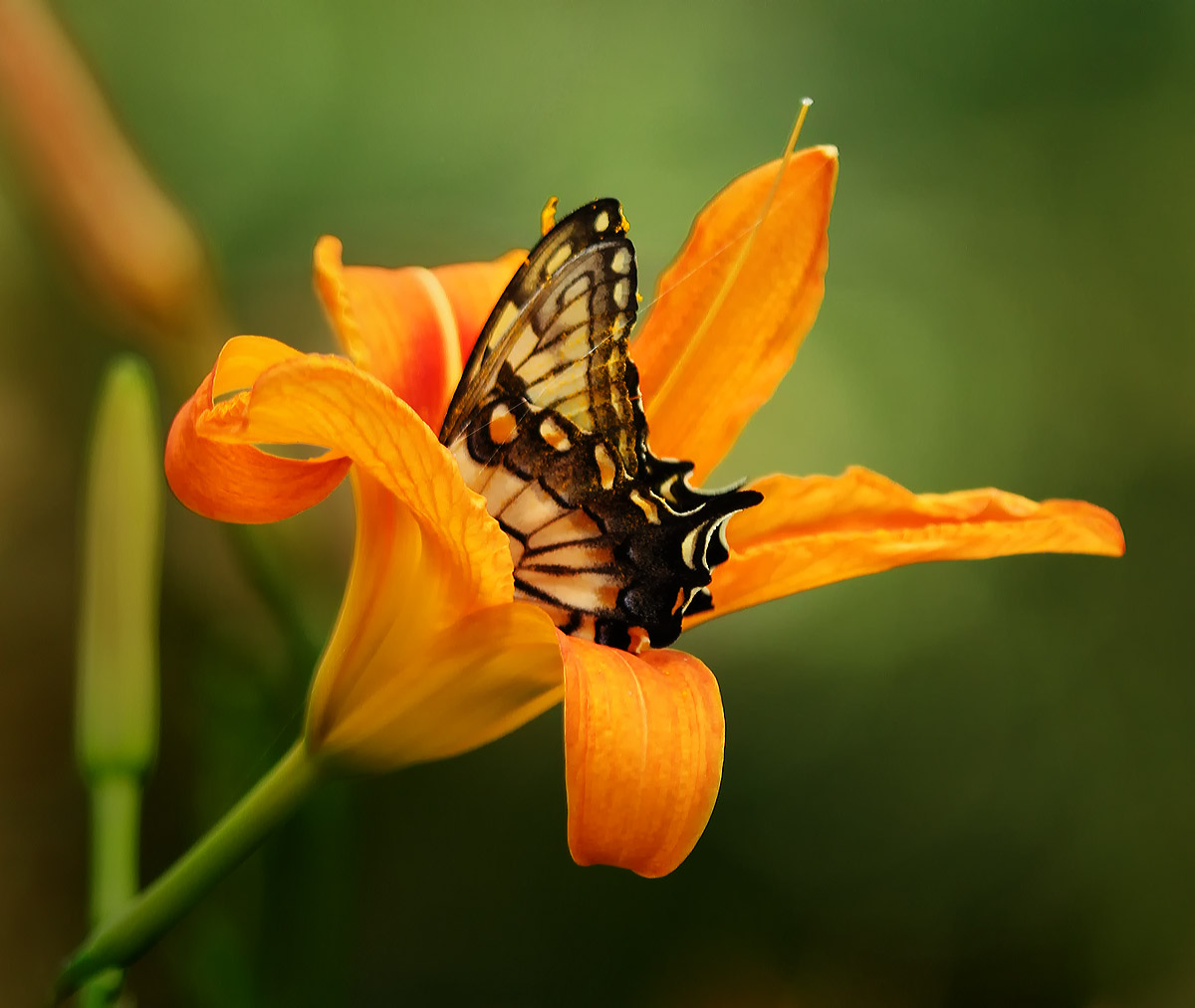 Butterfly & daylily