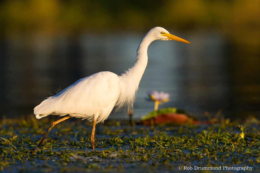 Egret in setting sun