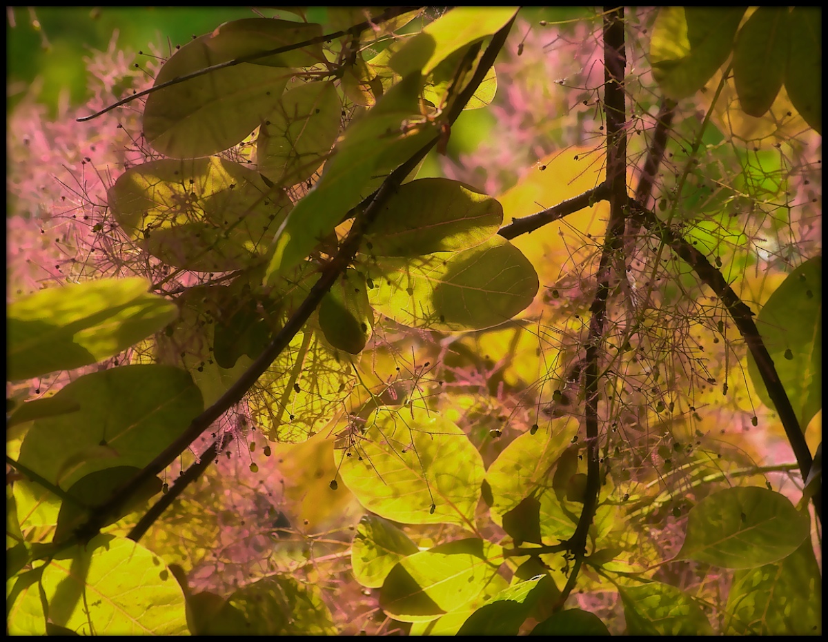 WC 593  Smoke Tree