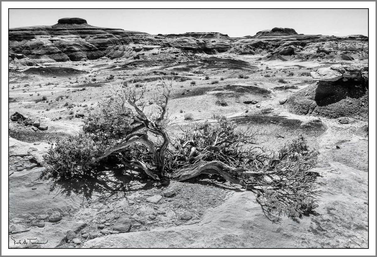 Bisti Badlands 