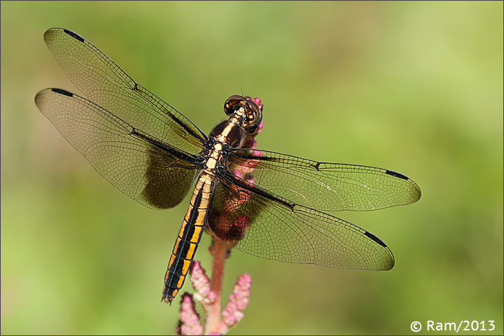 Widow Skimmer