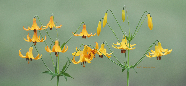 Canada Lilies, w/ repost