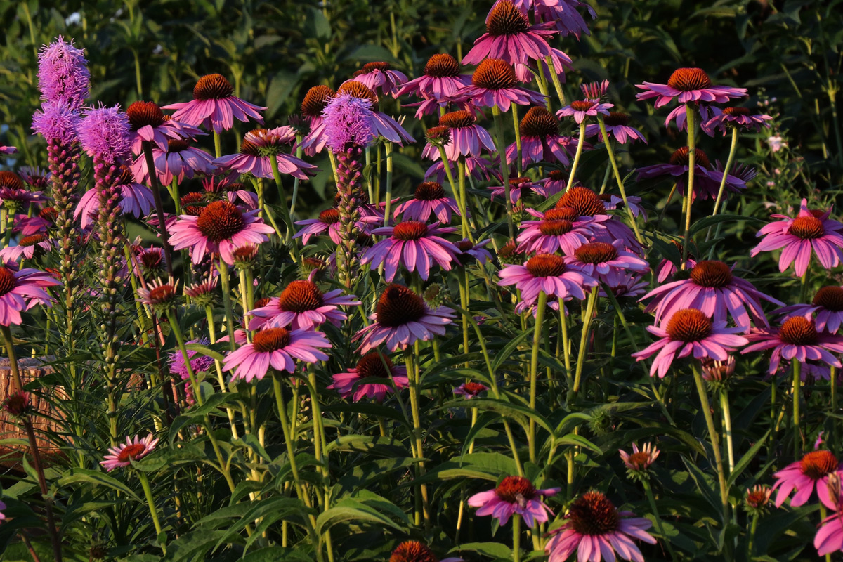 Sun set blooms