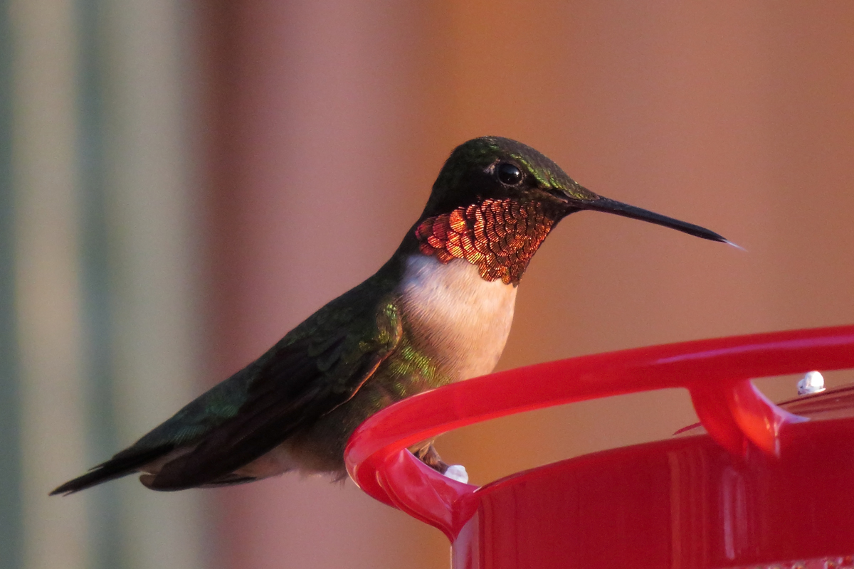 evening hummer