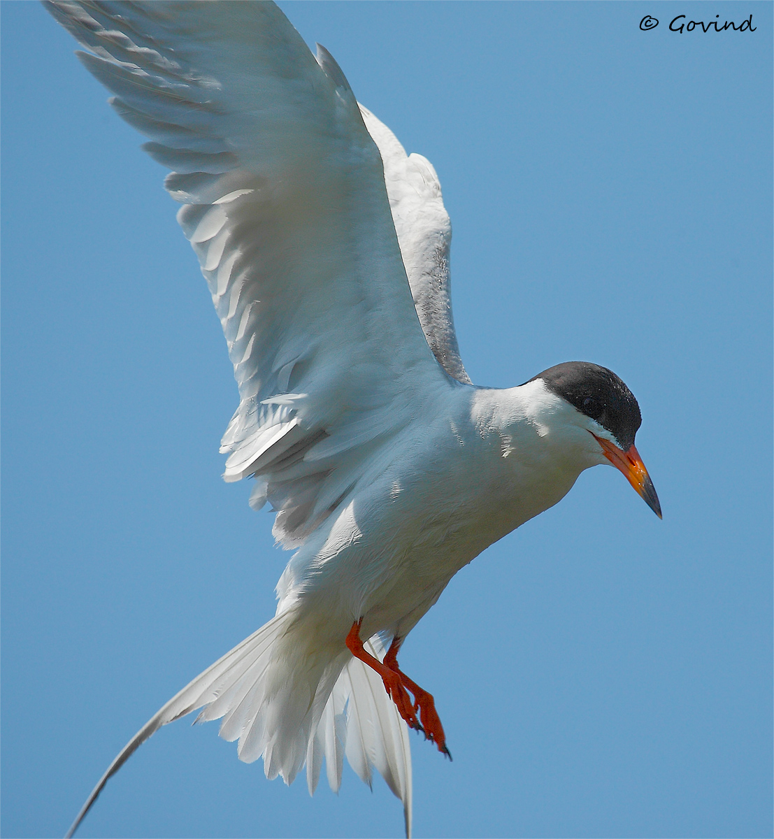 Forster's Tern #3