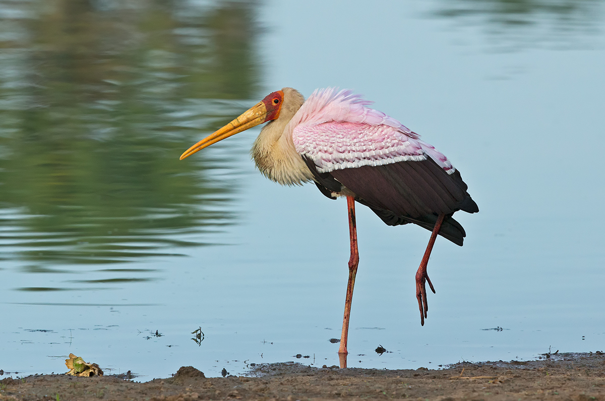 Yellow Billed Stork