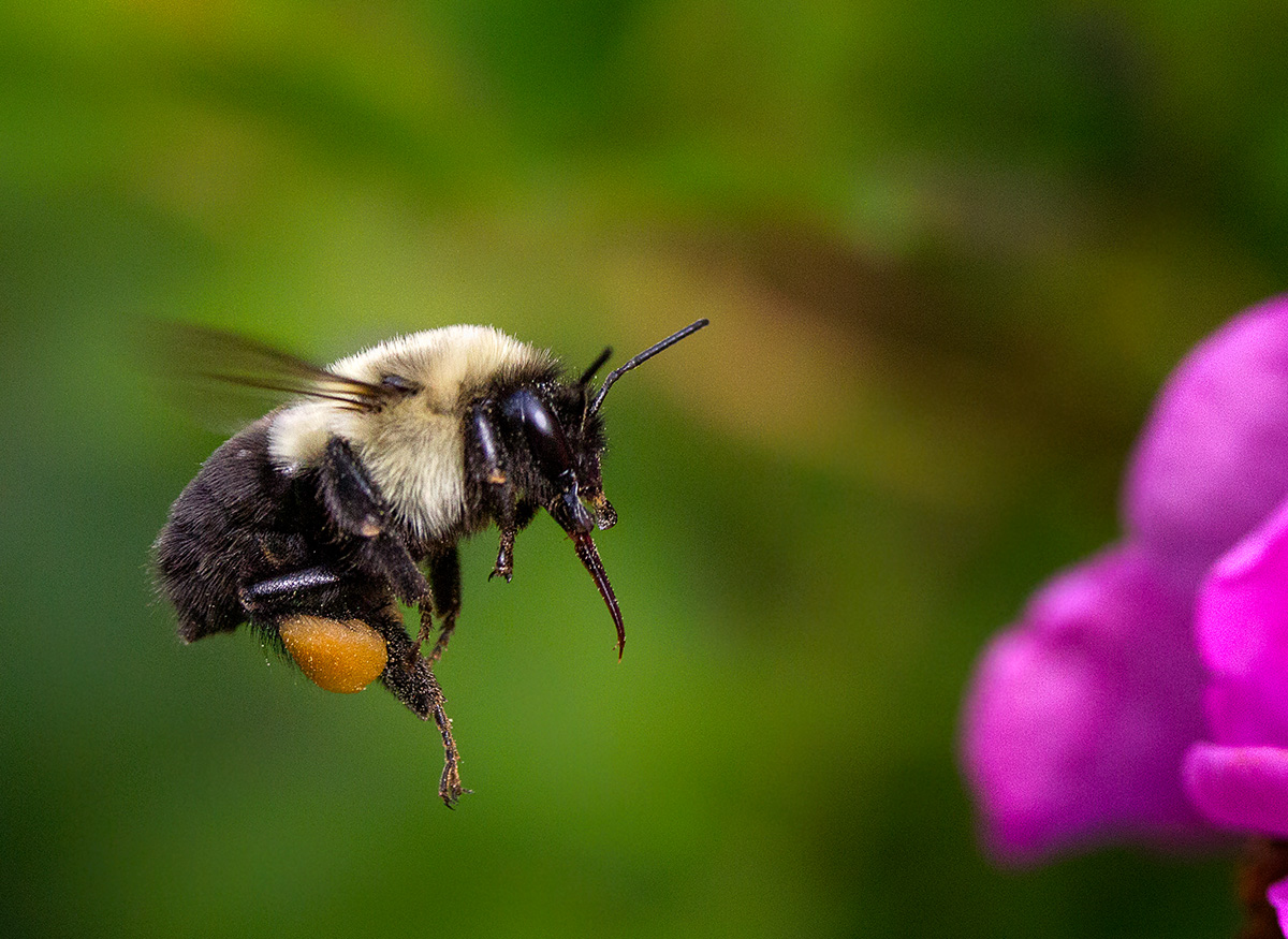 Honey Bee 