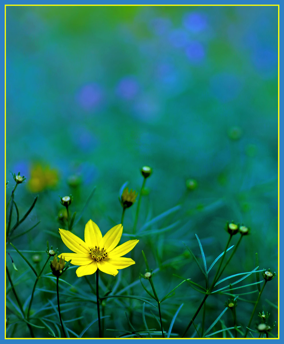Coreopsis & Catmint + repost